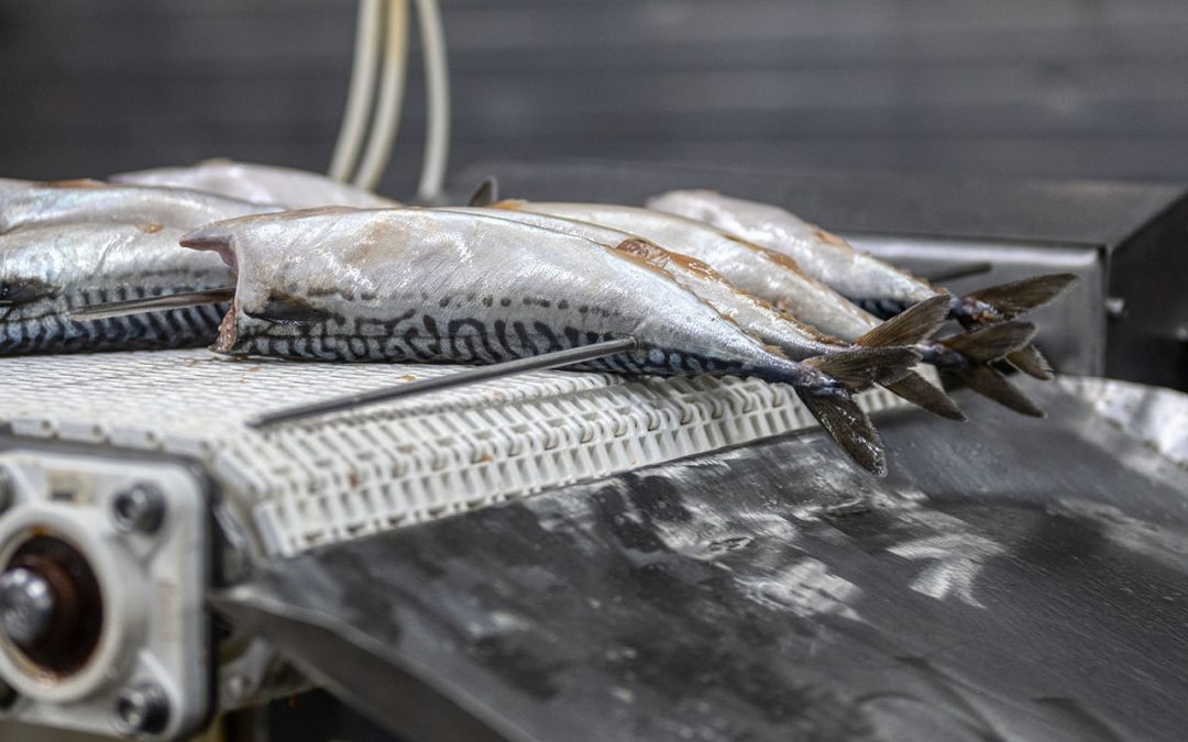 Custom Blades for Seafood Processing